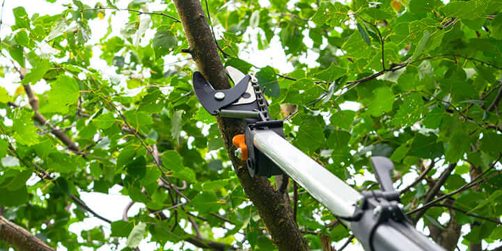 Professional Tree Shrub Pruning Services