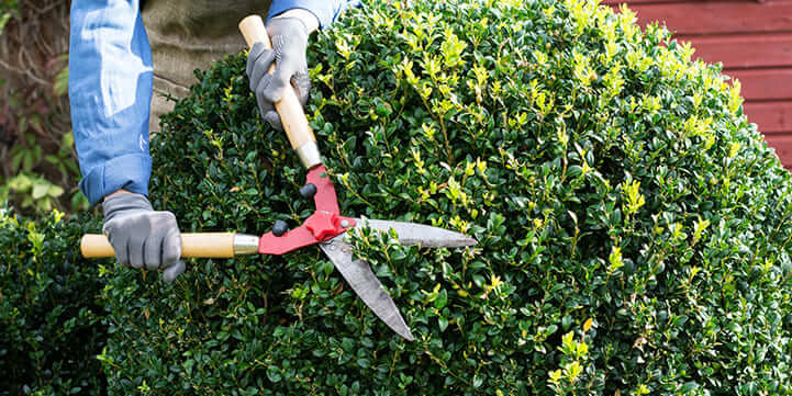 Trimming Pruning Services For Moseley Virginia
