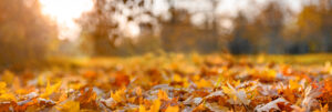  leaf removal experts in virginia
