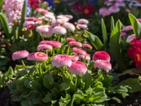Best Annual Flowers for Virginia Yards: A Chesterfield County Planting Guide best annual flowers virginia chesterfield county