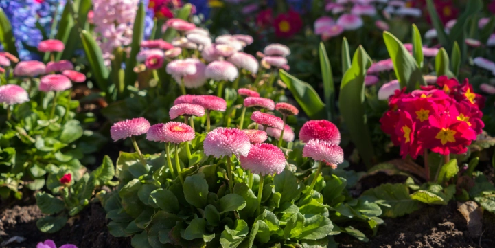 best annual flowers virginia chesterfield county
