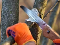 The Best Time to Prune Trees and Shrubs in Virginia: A Season-by-Season Guide best time to prune trees and shrubs in virginia