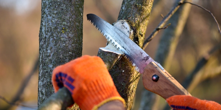 best time to prune trees and shrubs in virginia