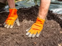 Mulch vs. Rock Landscaping: Which Is Better for Virginia Properties? mulch vs rock landscaping virginia properties