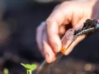 Is Your Virginia Soil Too Acidic? Soil Testing for Healthier Lawns virginia soil test acidic lawn moseley midlothian