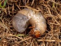 7 Signs You Have a Grub Problem in Your Moseley or Midlothian Lawn warning signs of grubs in moseley midlothian lawn