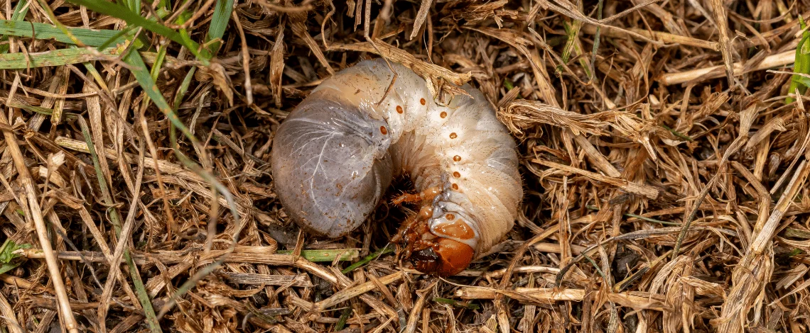 warning signs of grubs in moseley midlothian lawn